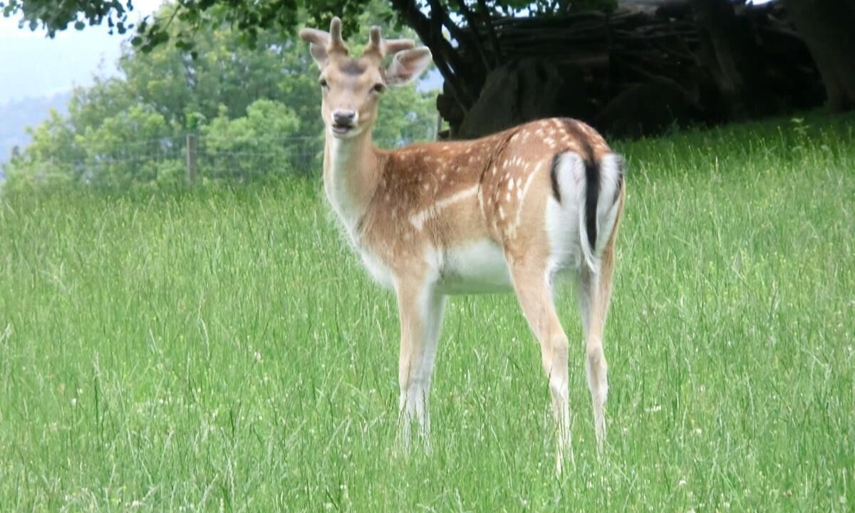 Photo of Outdoor in Waldmuenchen