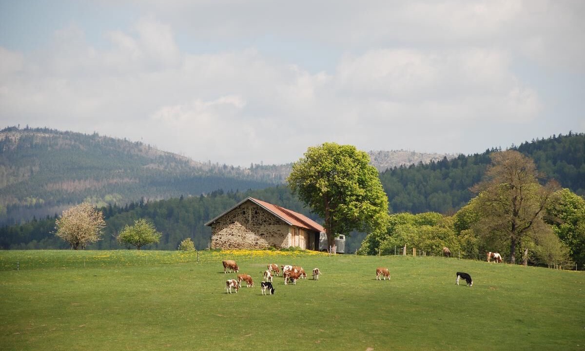 Photo of Others in Frauenau