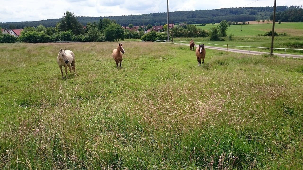 Photo of Others in Ramsberg