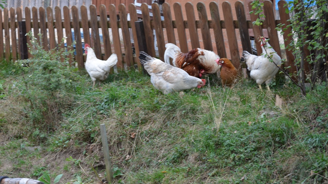 Photo of Outdoor in Weissenstadt