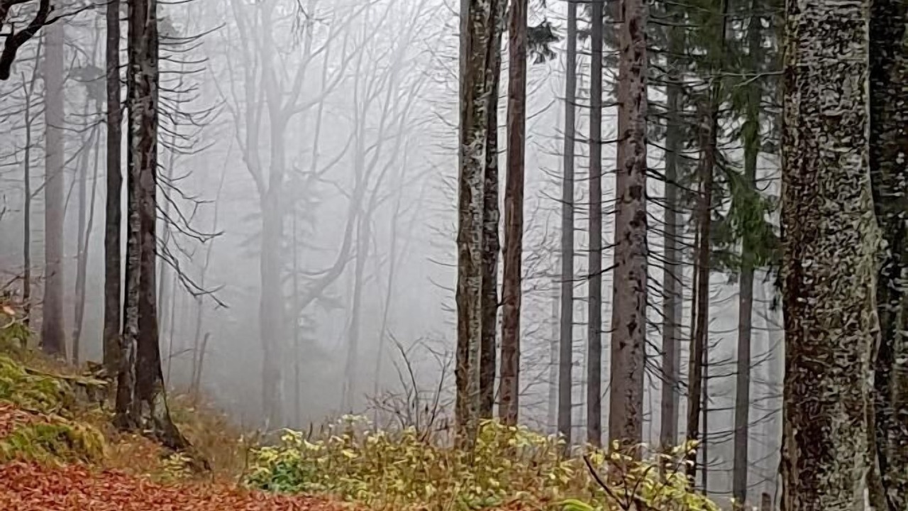 Photo of Outdoor in Mauth