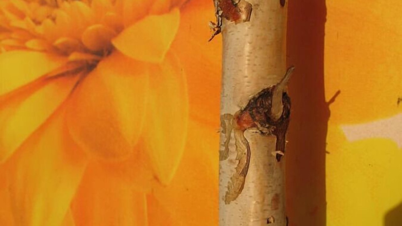 Photo of Others in Buchet