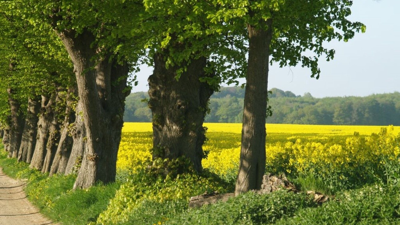 Photo of Outdoor in Boltenhagen