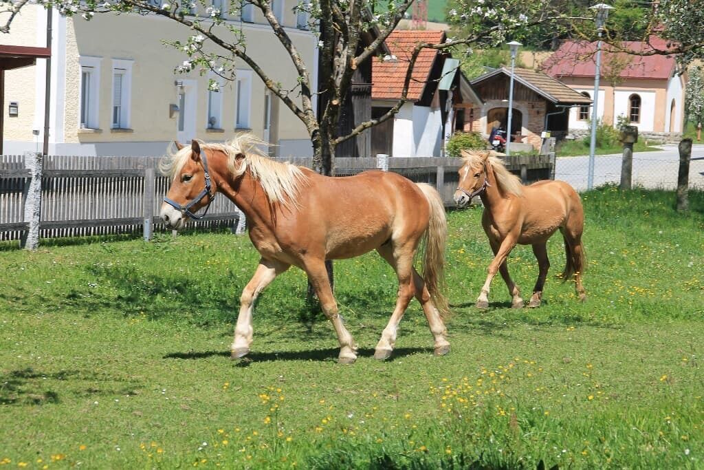 Photo of Outdoor in Roehrnbach