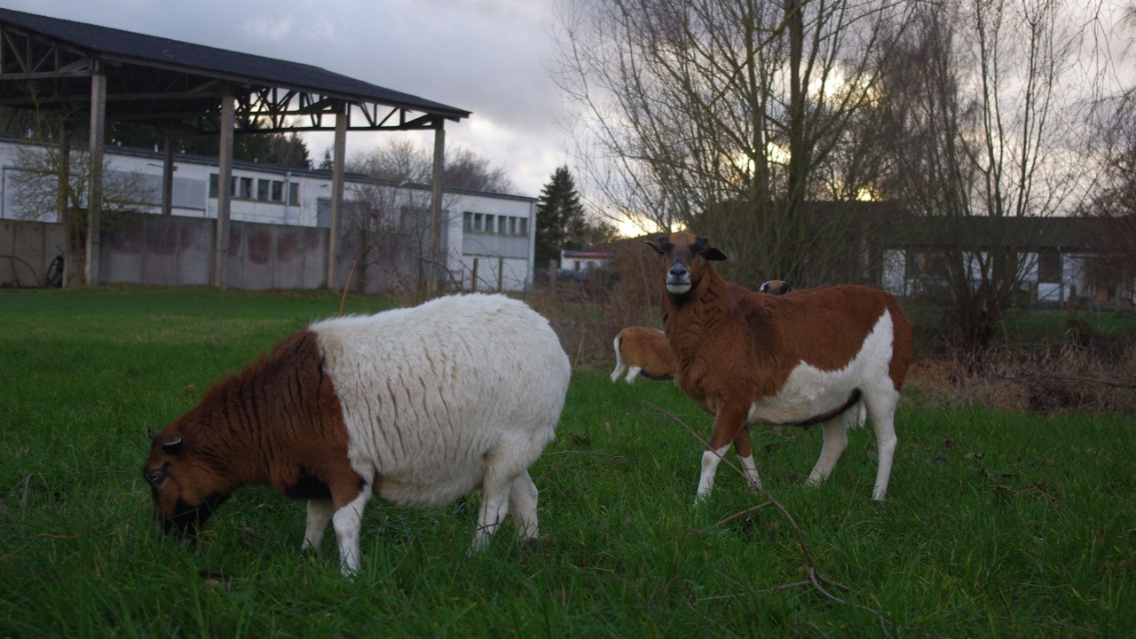 Photo of Others in Upahl