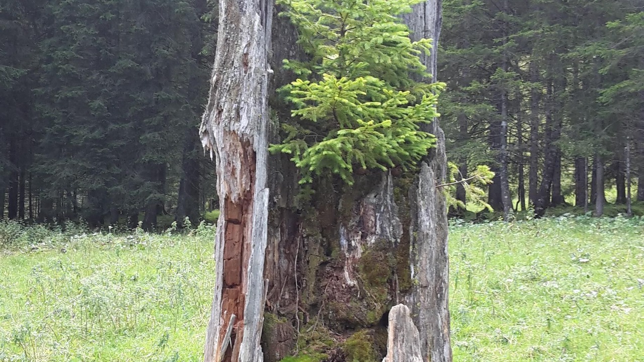 Photo of Outdoor in Bad Hindelang