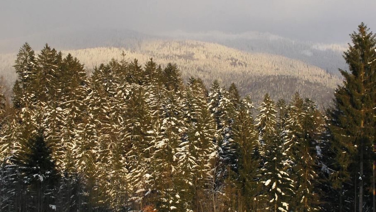 Photo of Others in Neureichenau