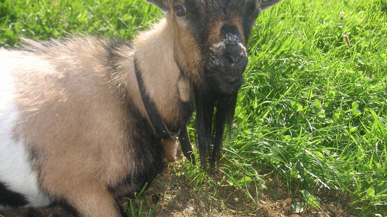 Photo of Outdoor in Opfenbach