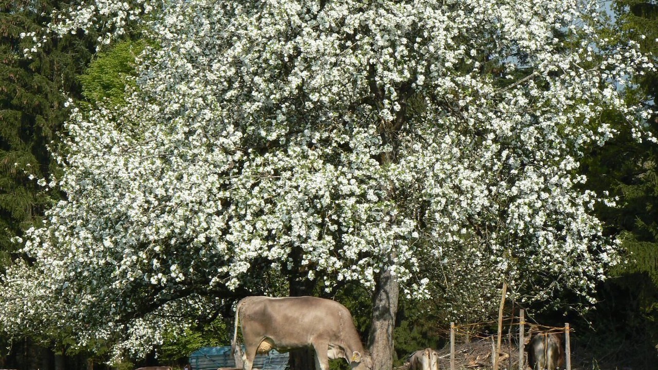 Photo of Outdoor in Opfenbach