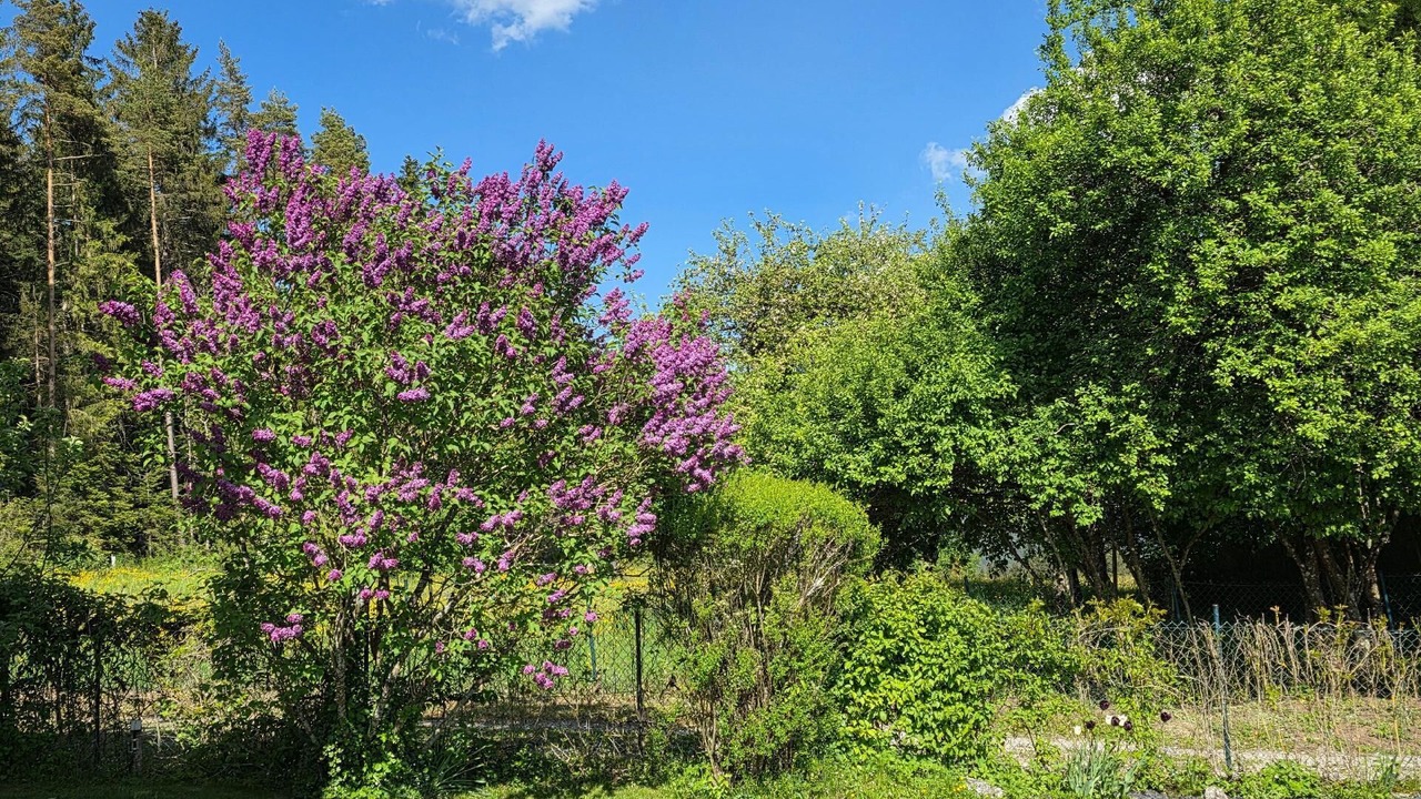 Photo of Outdoor in Lossburg