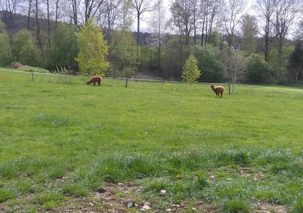 Photo of Others in Bad Koetzting