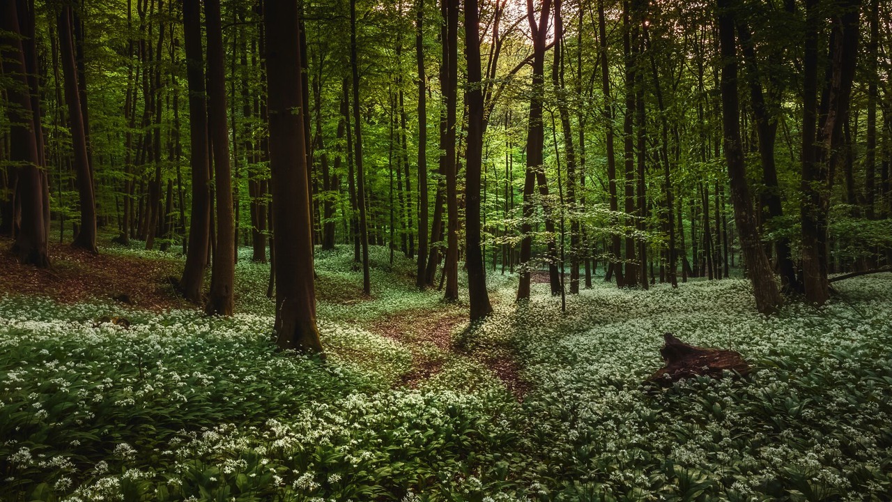 Photo of Outdoor in Waischenfeld