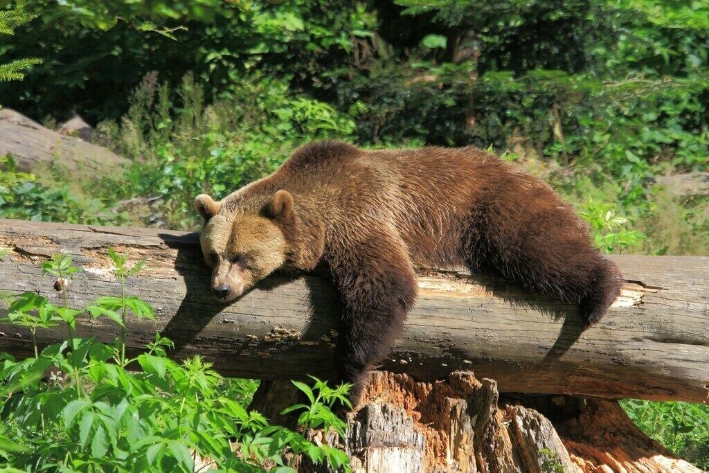 Photo of Others in Kirchdorf im Wald
