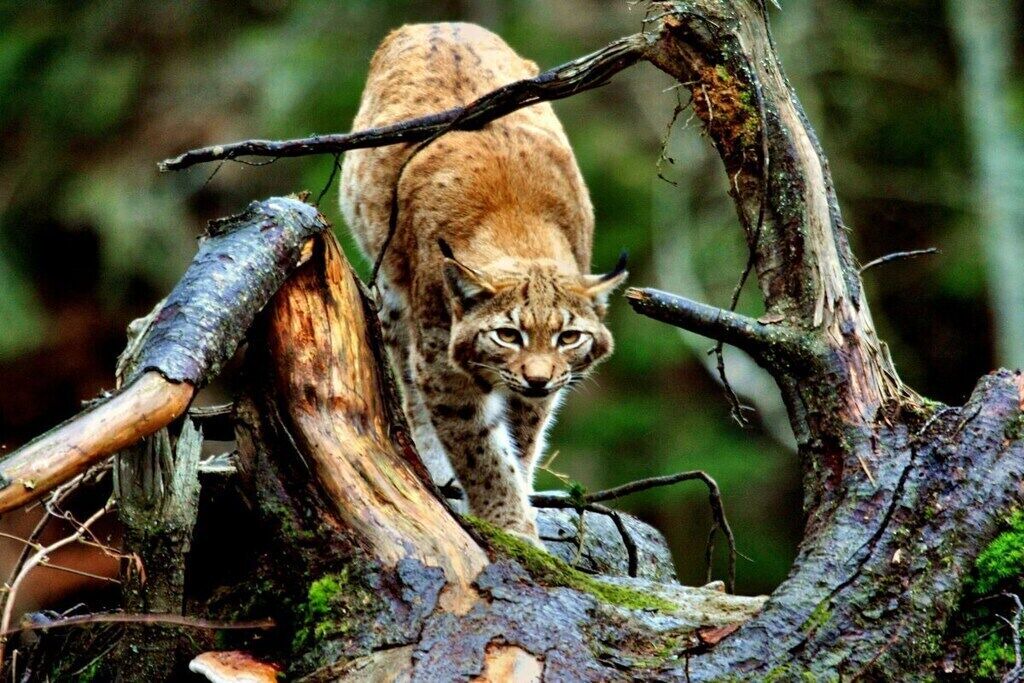 Photo of Others in Kirchdorf im Wald