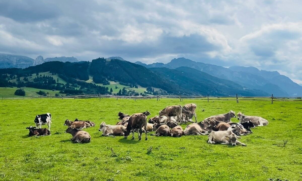 Photo of Others in Berghof