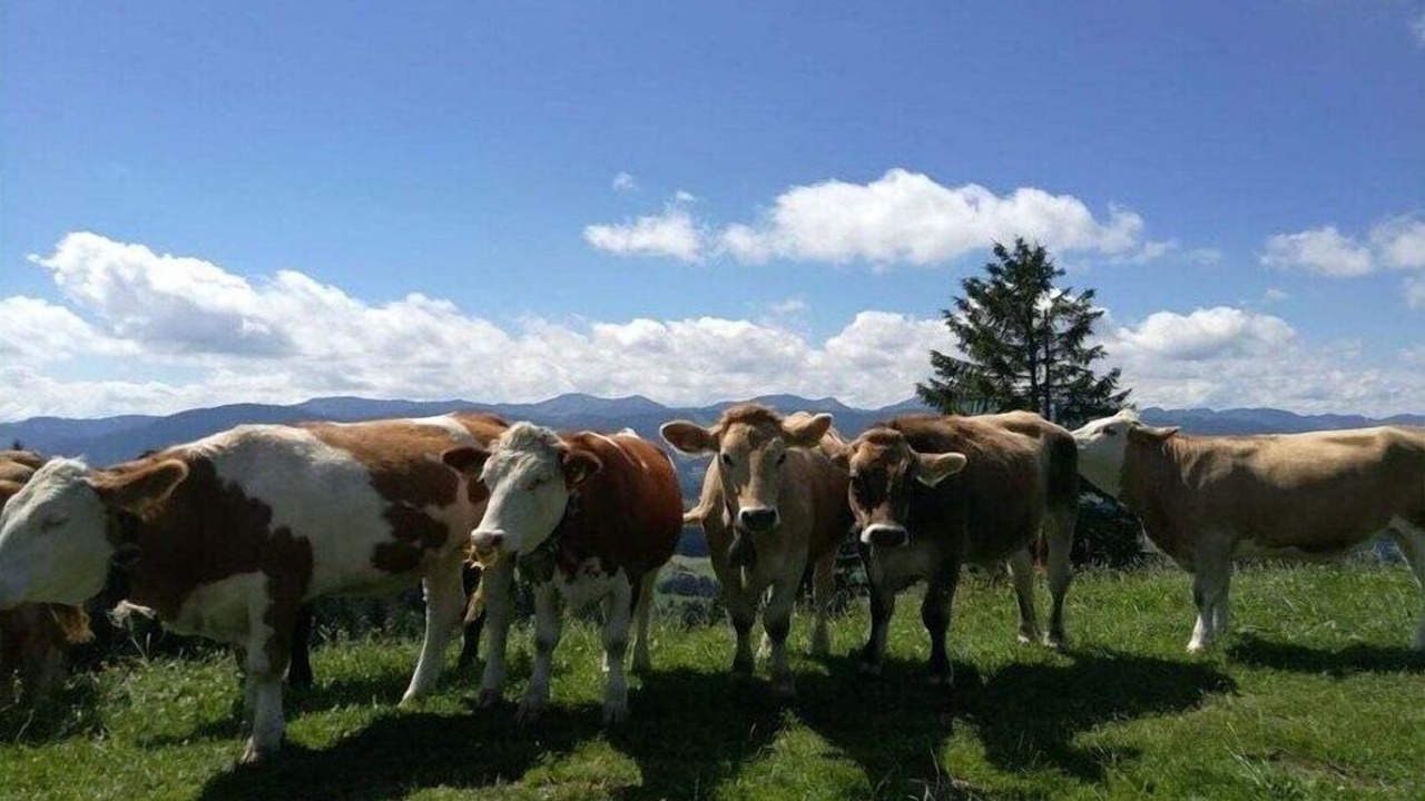 Photo of Others in Stiefenhofen