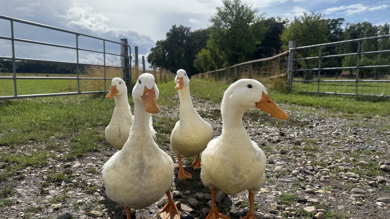 Photo of Others in Everswinkel