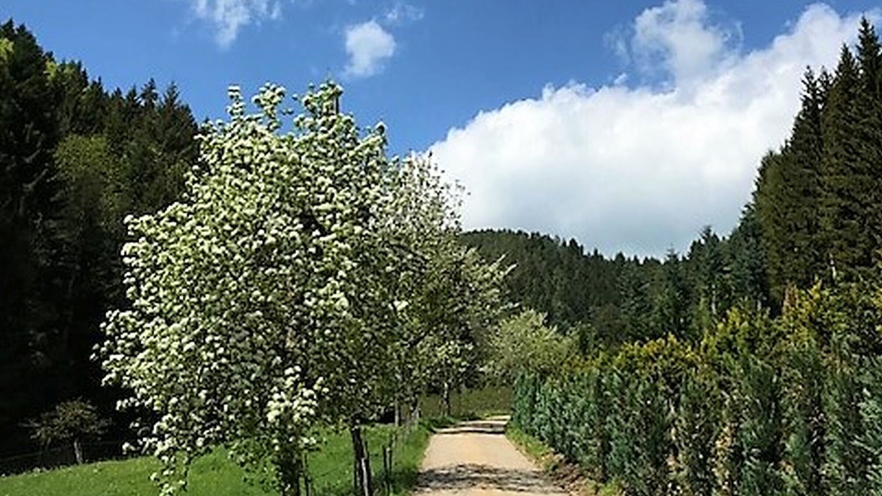 Photo of Others in Hornberg