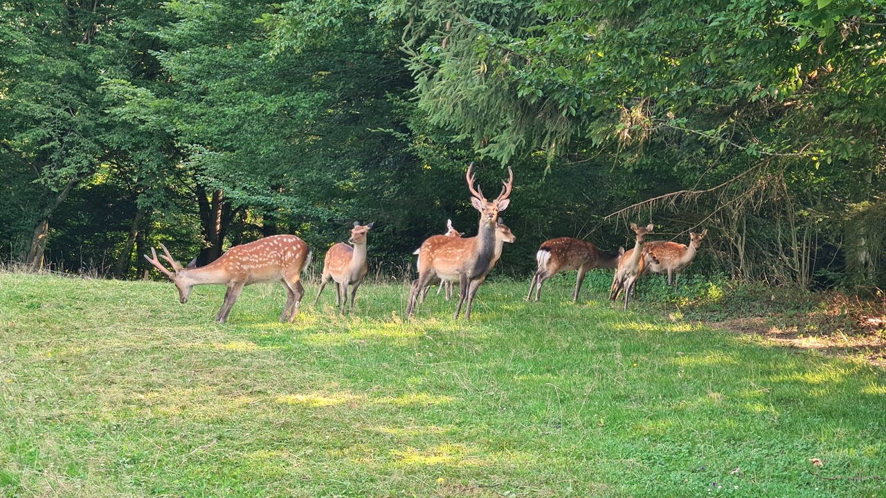 Photo of Others in Lahr