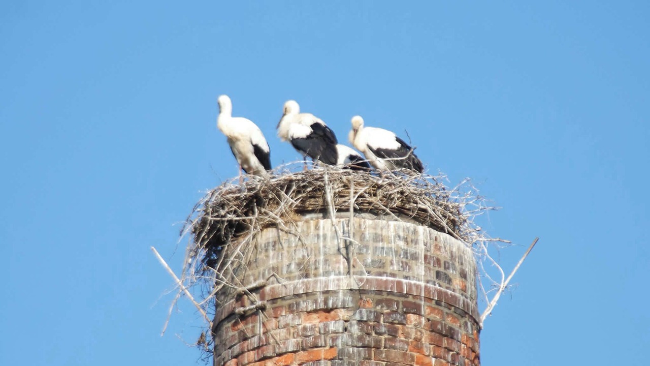 Photo of Others in Buhlau