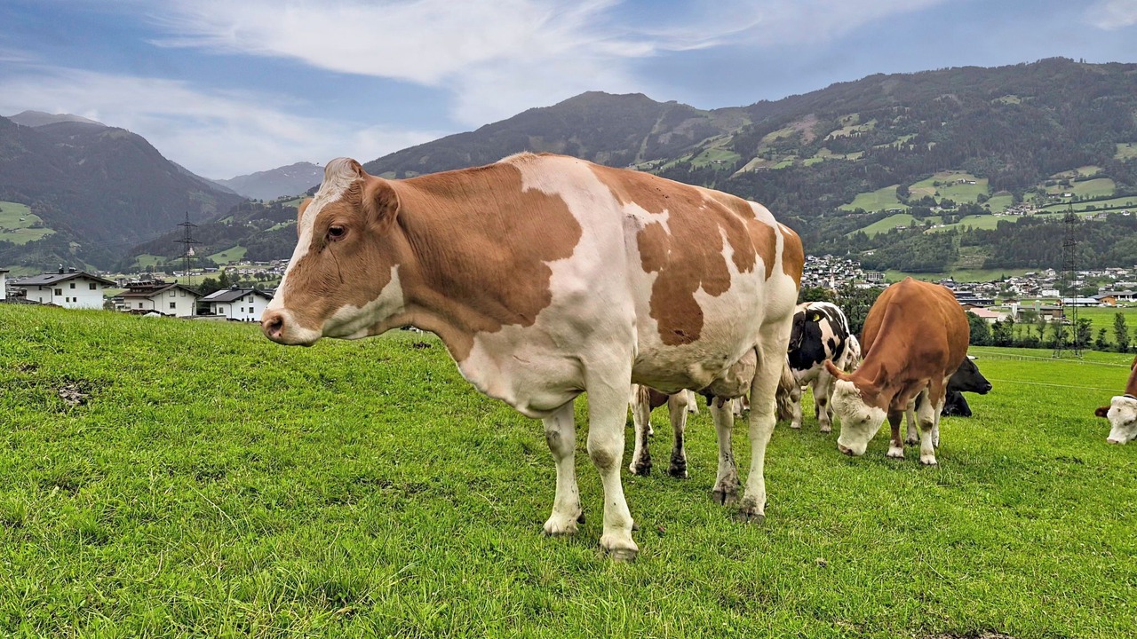 Photo of Outdoor in Hart im Zillertal
