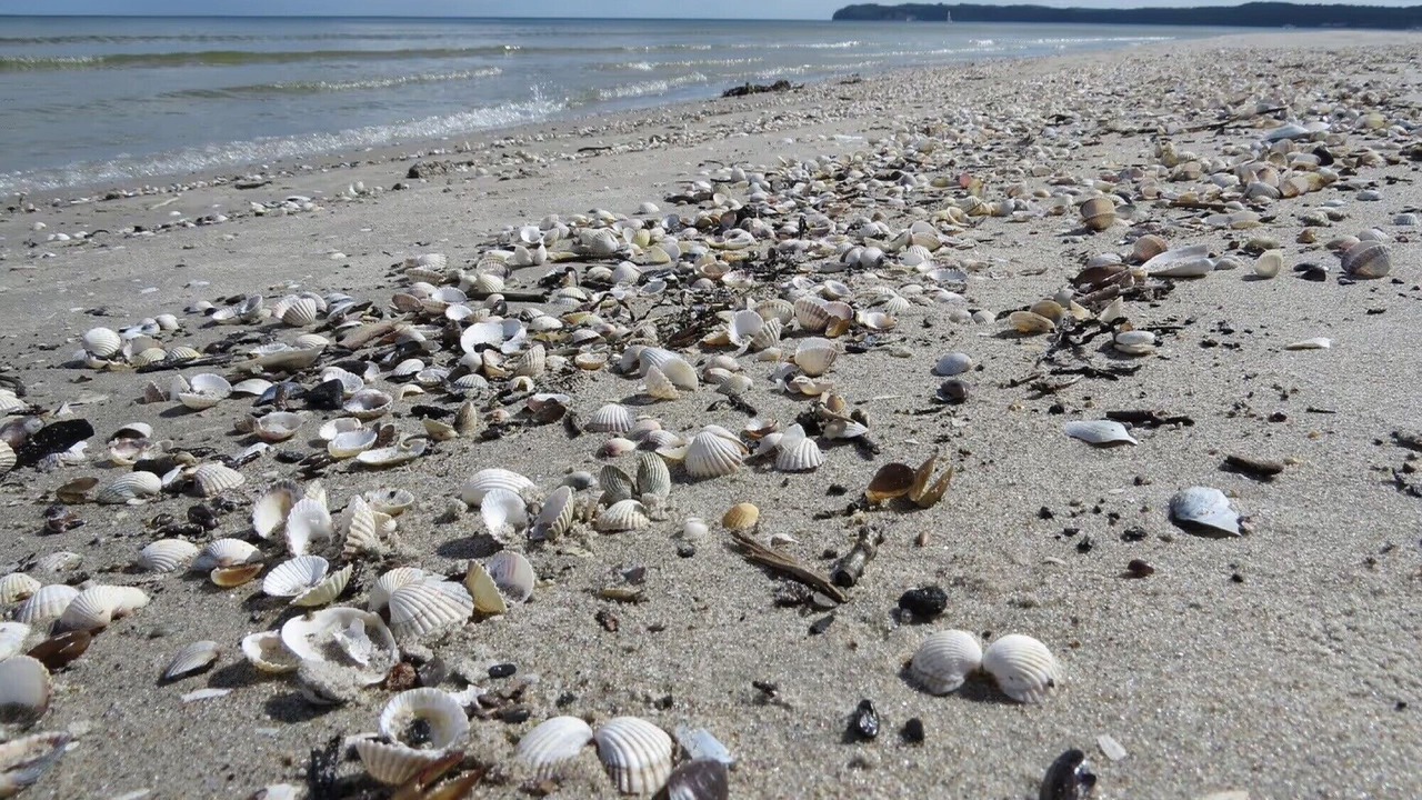 Photo of Others in Binz