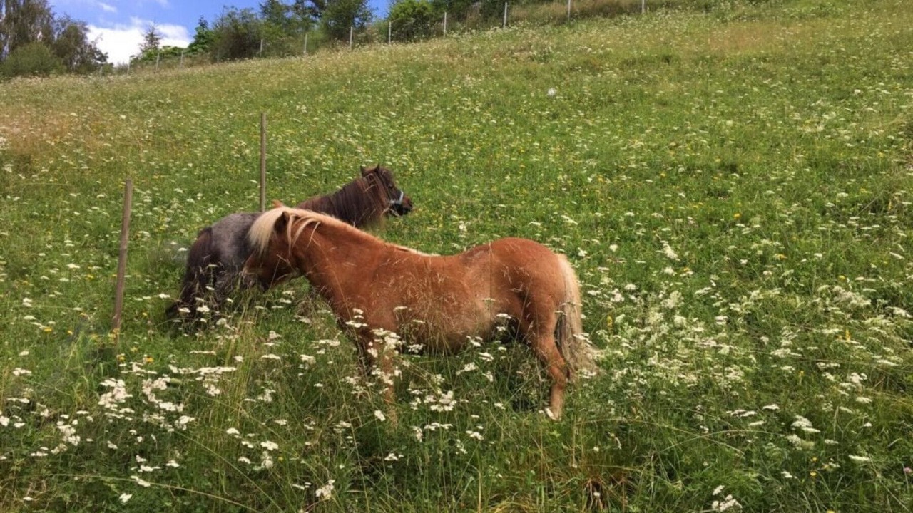 Photo of Others in Sankt Georgen am Kreischberg