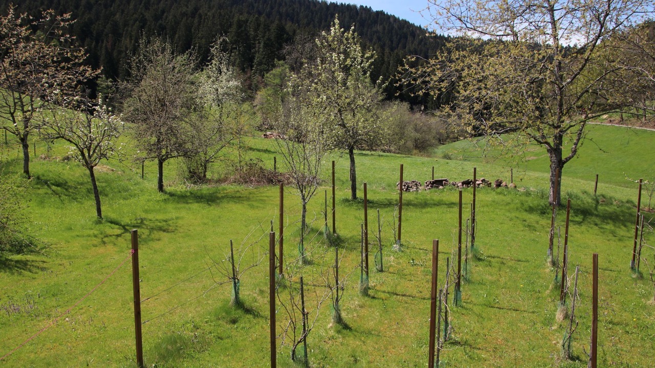 Photo of Outdoor in Alpirsbach