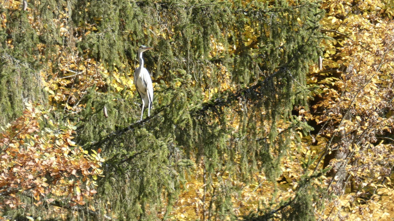 Photo of Others in Goessweinstein