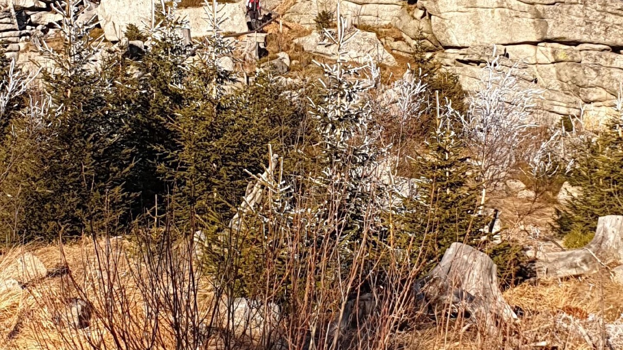 Photo of Others in Haidmuhle