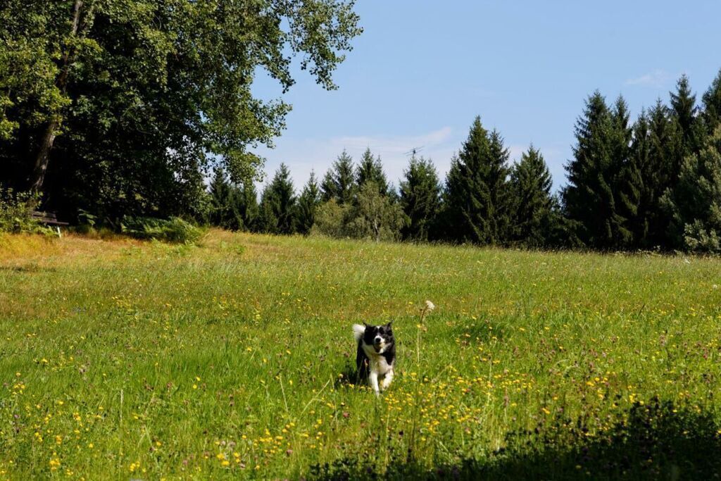 Photo of Others in Drachselsried
