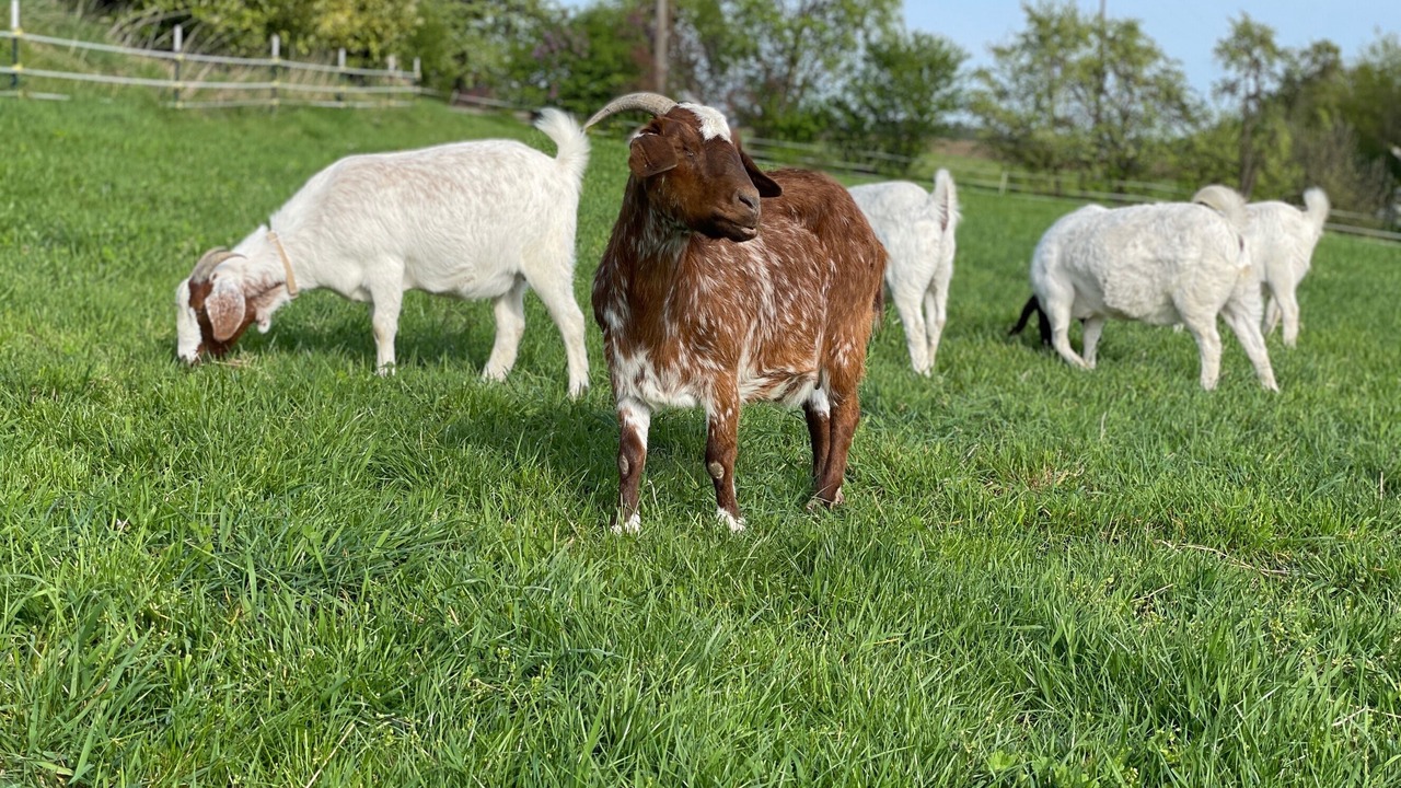 Photo of Outdoor in Spalt