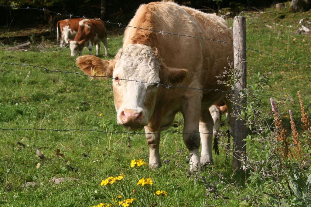 Photo of Others in Aschau im Chiemgau