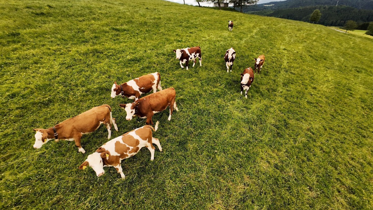 Photo of Others in Triberg im Schwarzwald