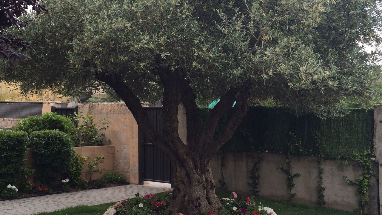 Photo of Outdoor in Collado Mediano