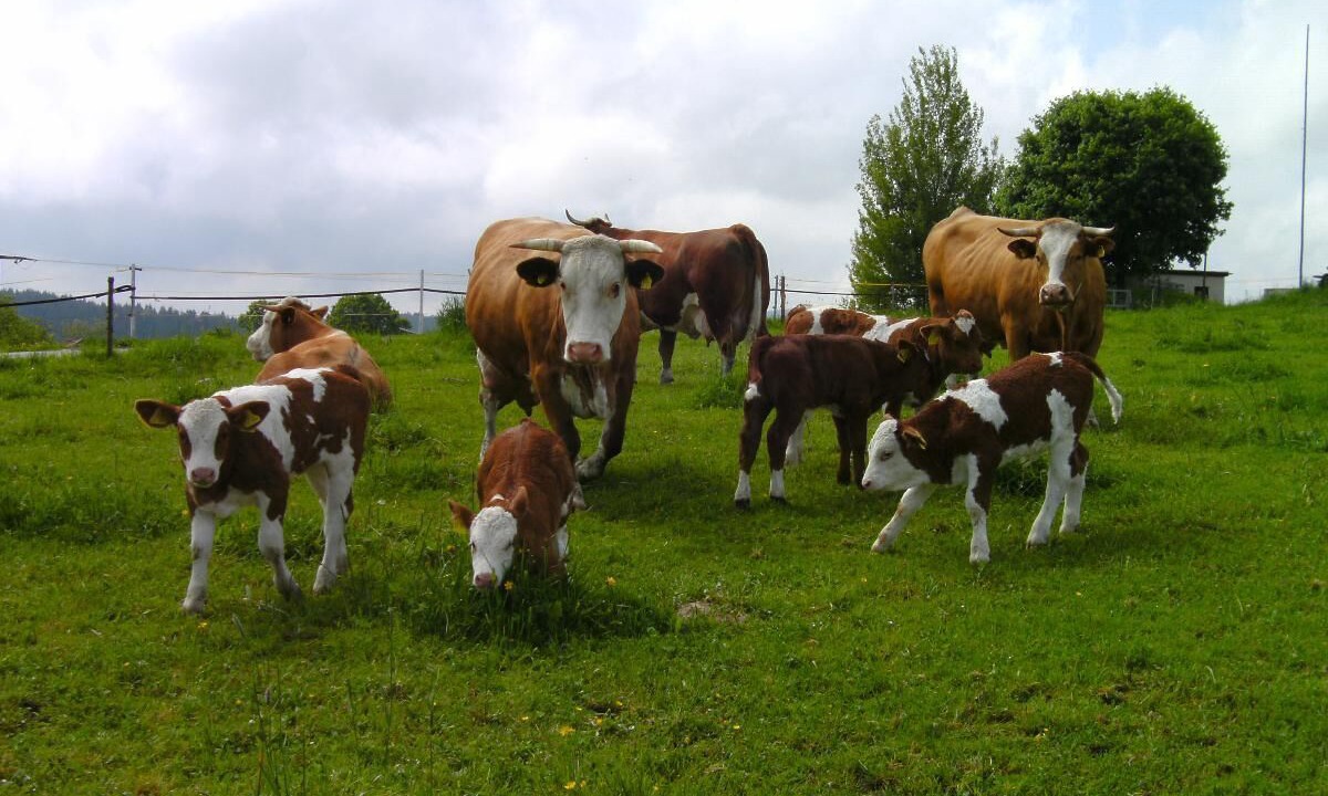 Photo of Others in Barnzell