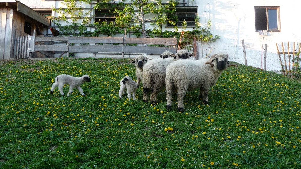 Photo of Outdoor in Breitmoos