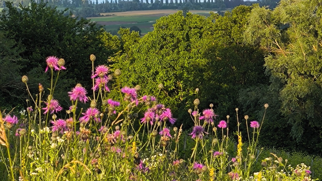 Photo of Outdoor in Singen