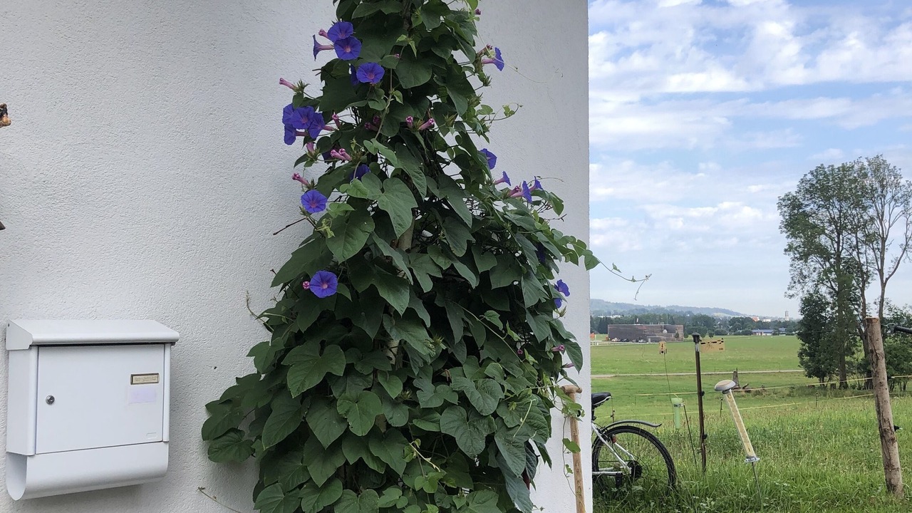 Photo of Outdoor in Sulzberg