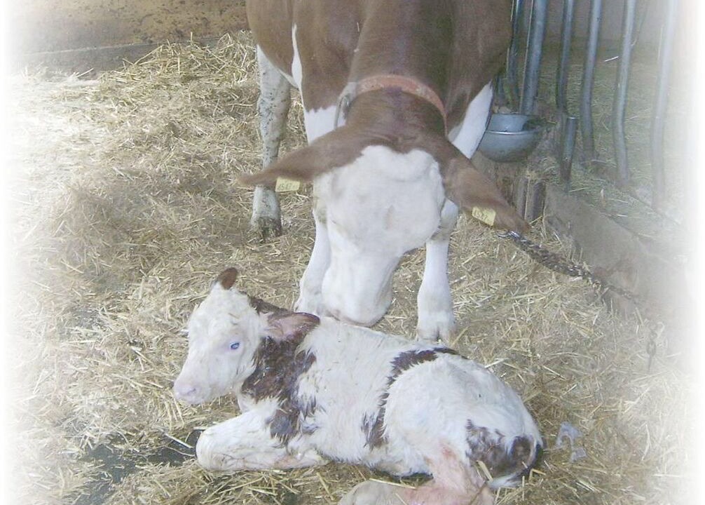 Photo of Others in Außerweerberg