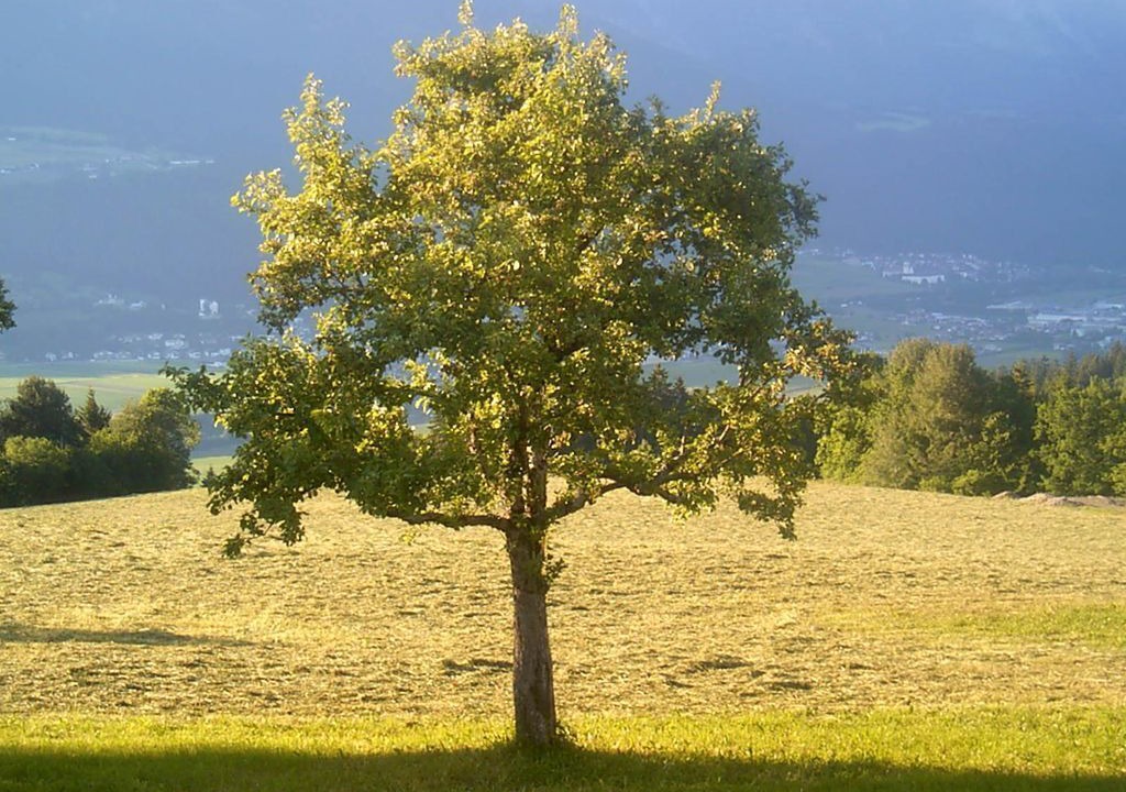 Photo of Others in Außerweerberg