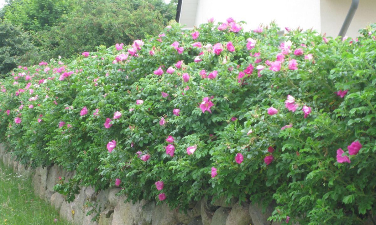 Photo of Outdoor in Rankwitz