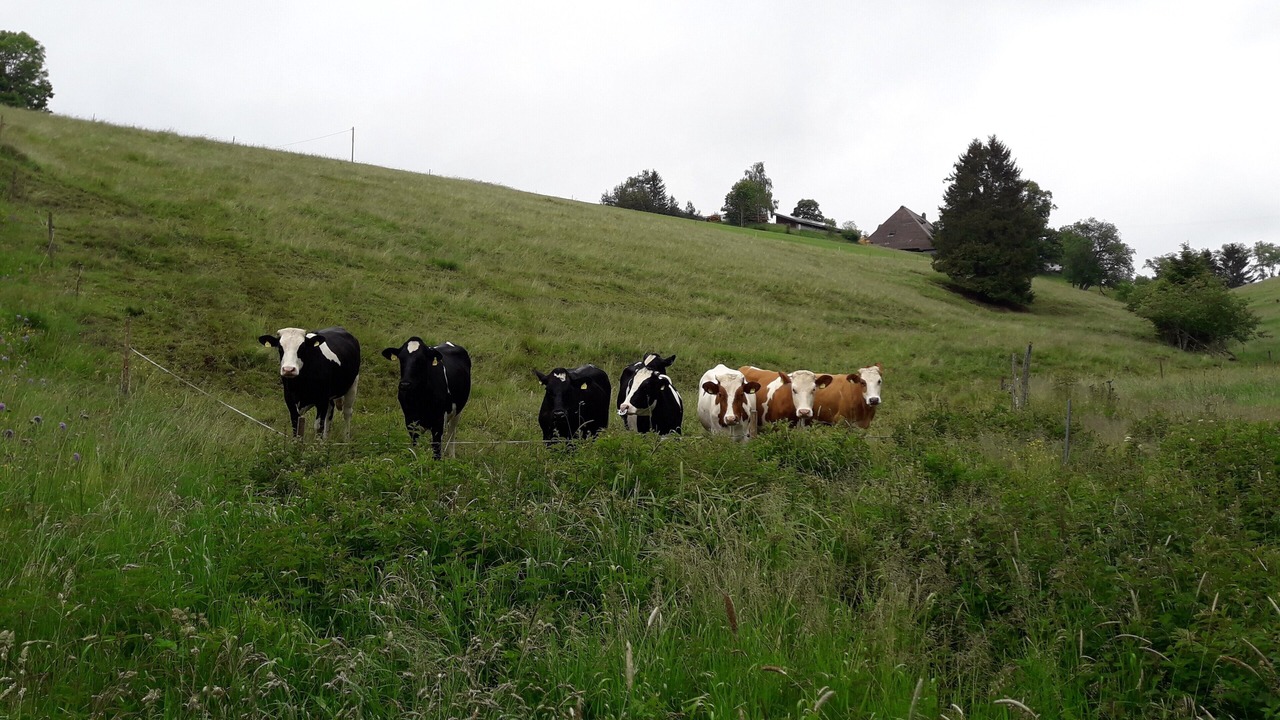 Photo of Others in Furtwangen