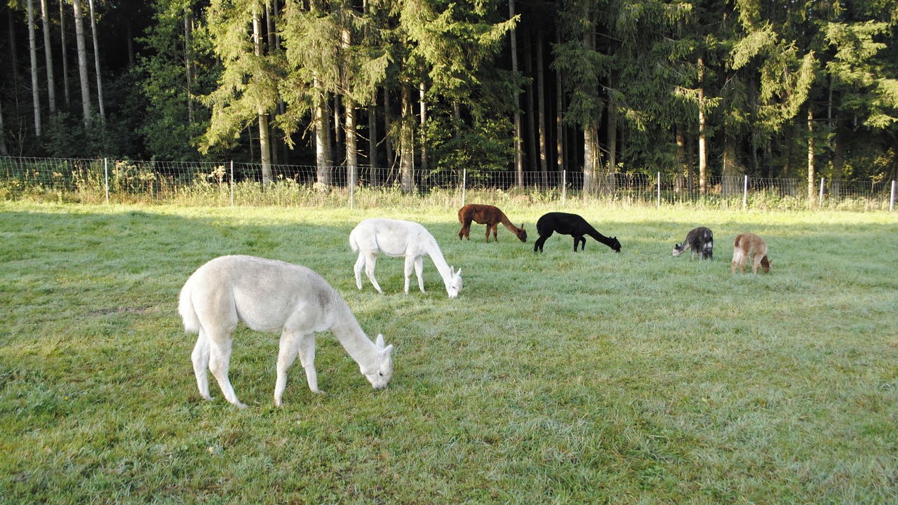 Photo of Others in Unterallgau