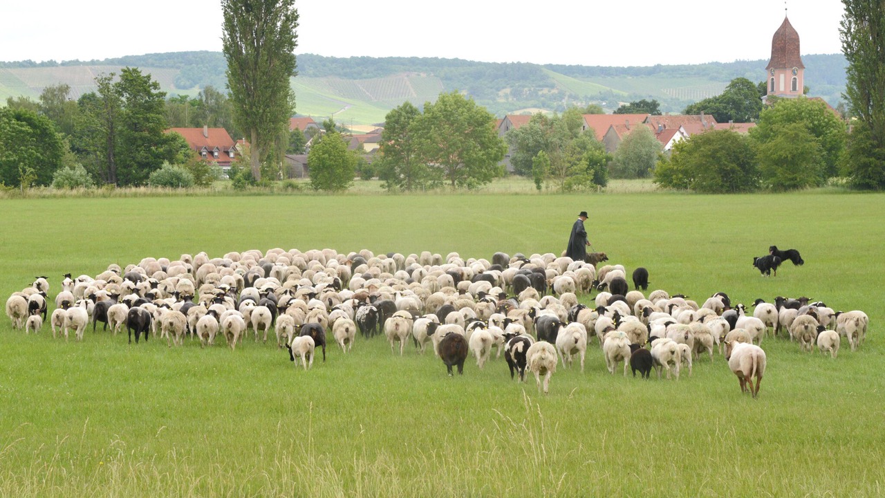 Photo of Others in Ipsheim