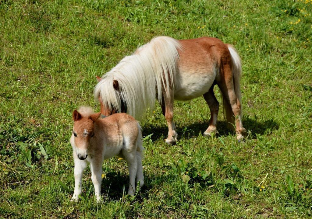 Photo of Others in Arzl im Piztal