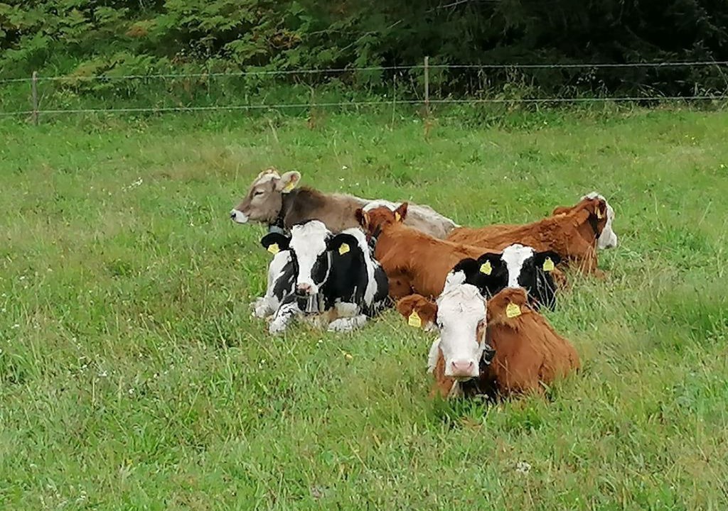 Photo of Others in Arzl im Piztal