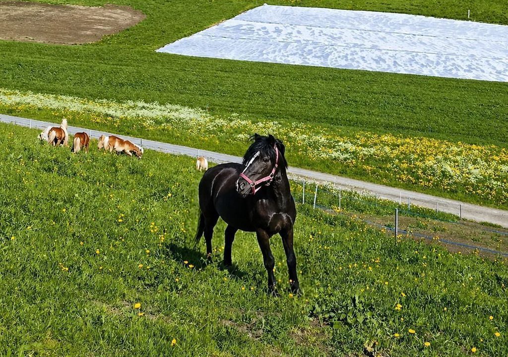 Photo of Others in Arzl im Piztal