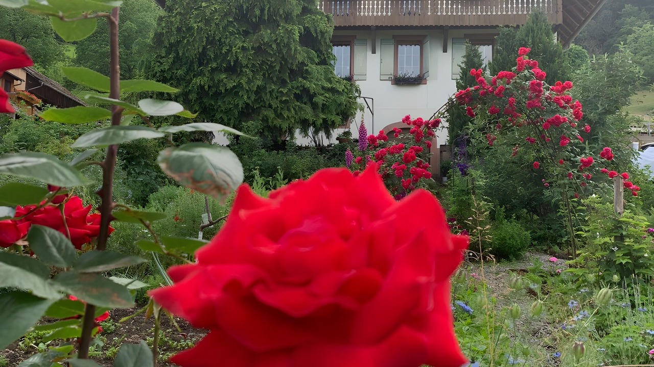 Photo of Outdoor in Seelbach