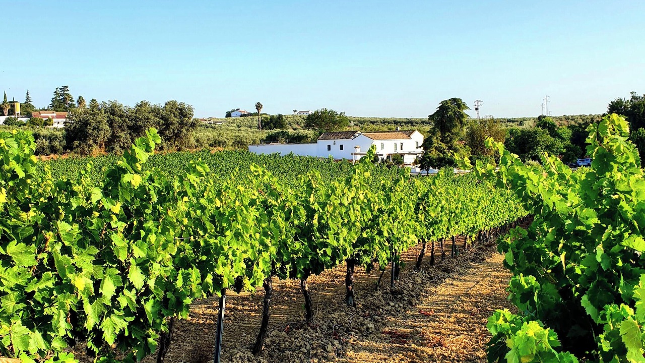 Photo of Outdoor in Montilla